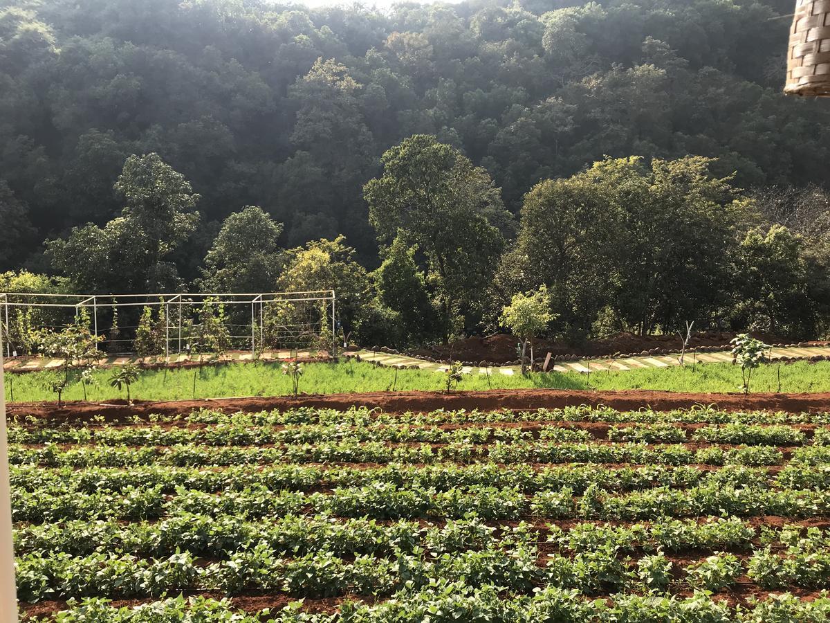 Jungle Valley Agriculture Resort Mahabaleshwar Exterior photo