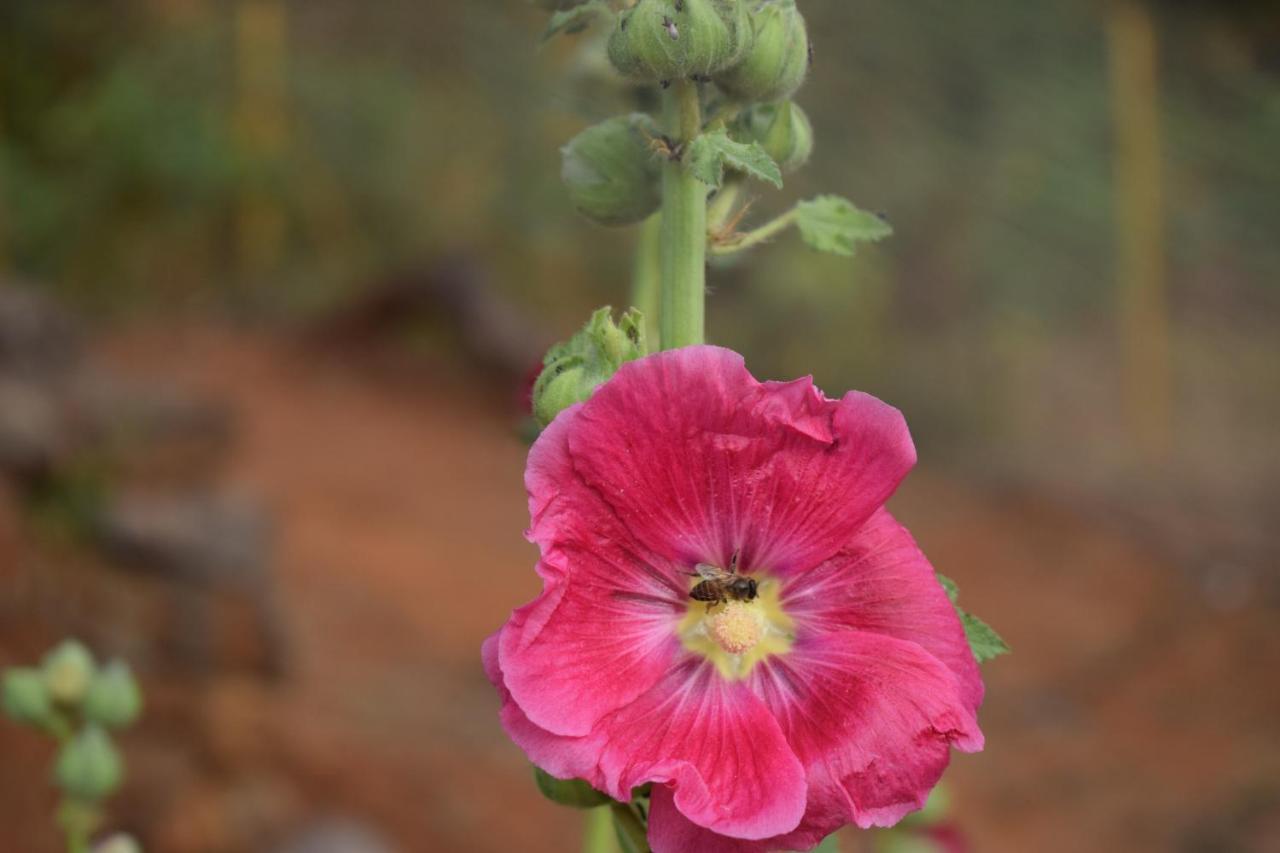 Jungle Valley Agriculture Resort Mahabaleshwar Exterior photo